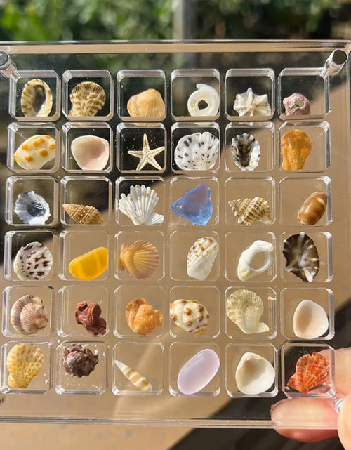 Load image into Gallery viewer, Elegant Transparent Acrylic Seashell Display Case - Magnetic Showcase for Treasured Gifts
