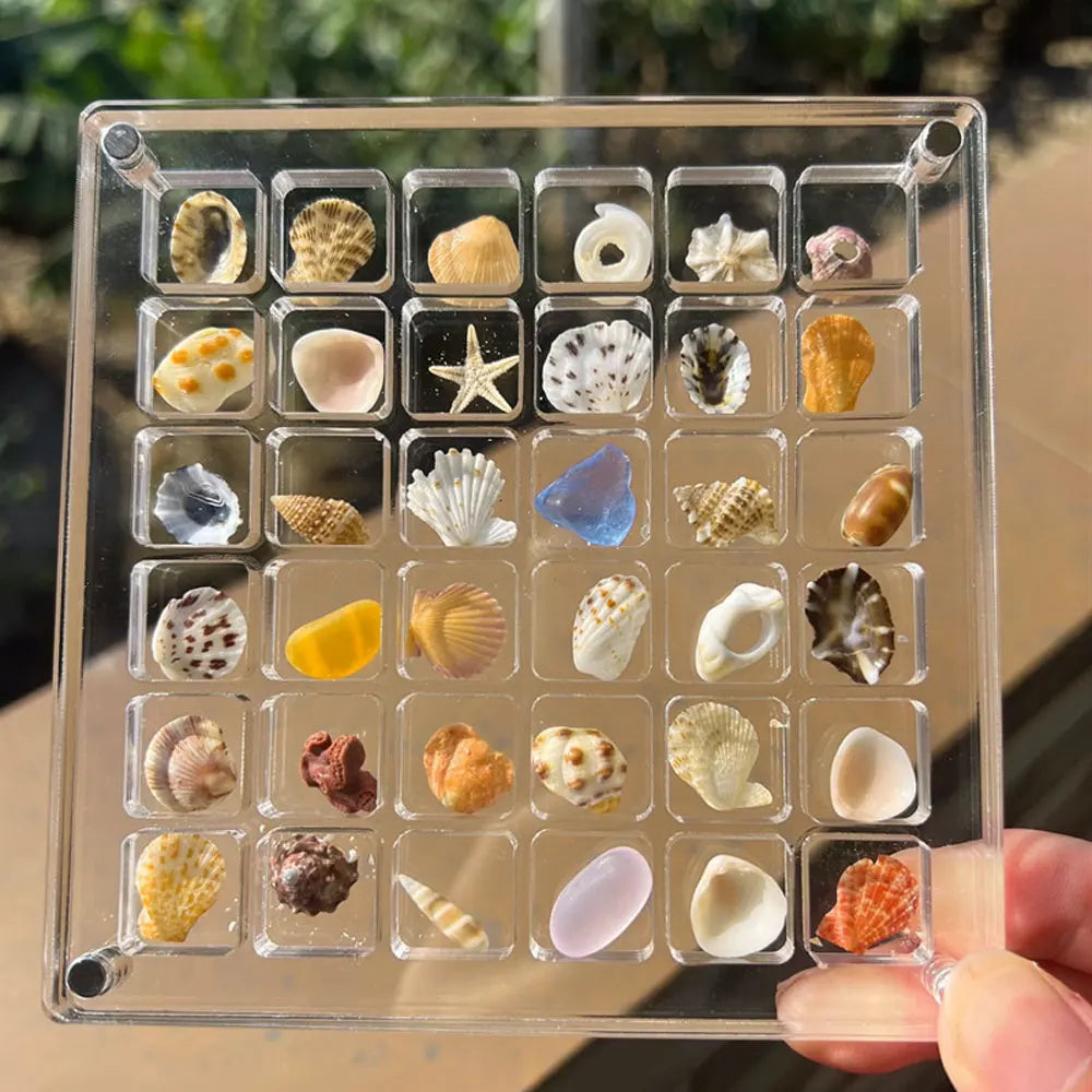 Elegant Transparent Acrylic Seashell Display Case - Magnetic Showcase for Treasured Gifts