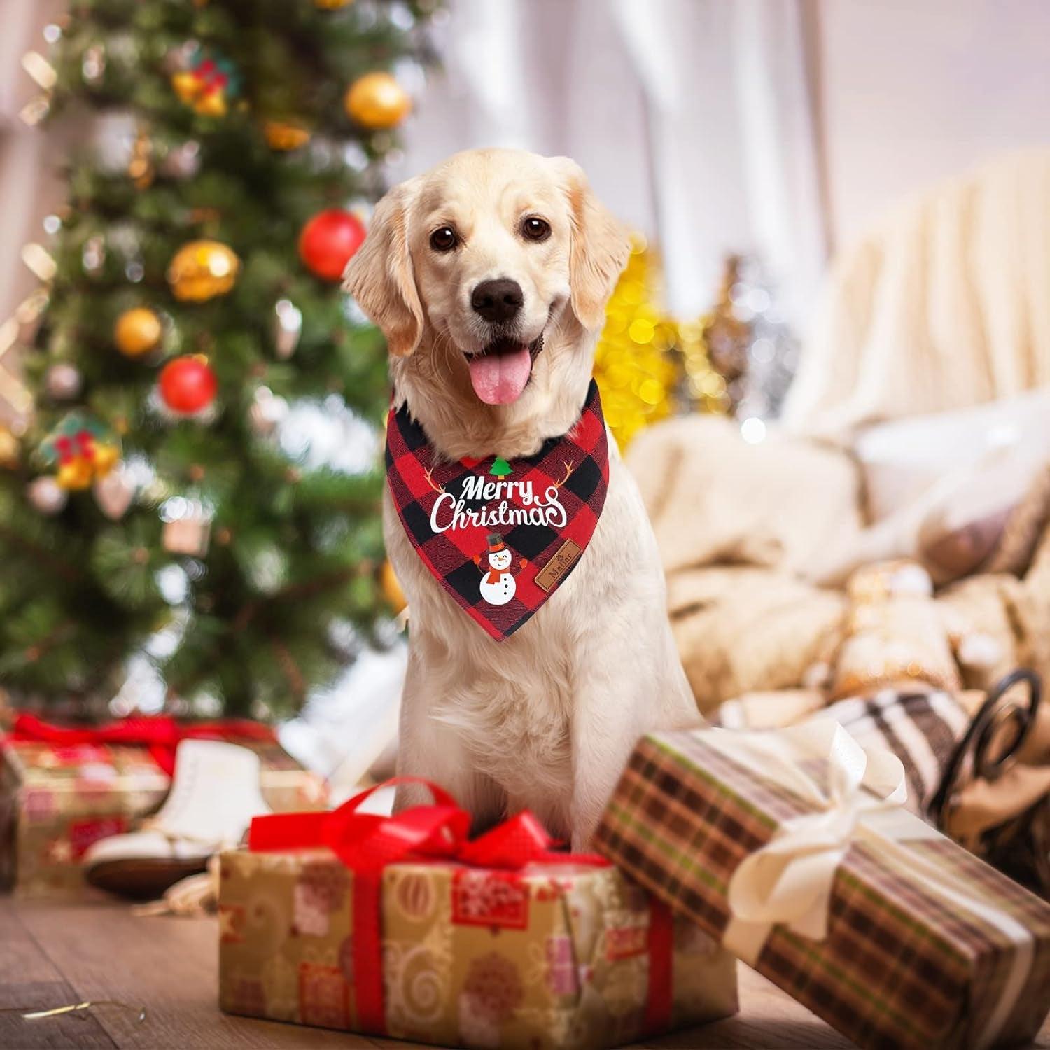 Large dog with a green plaid Christmas scarf.